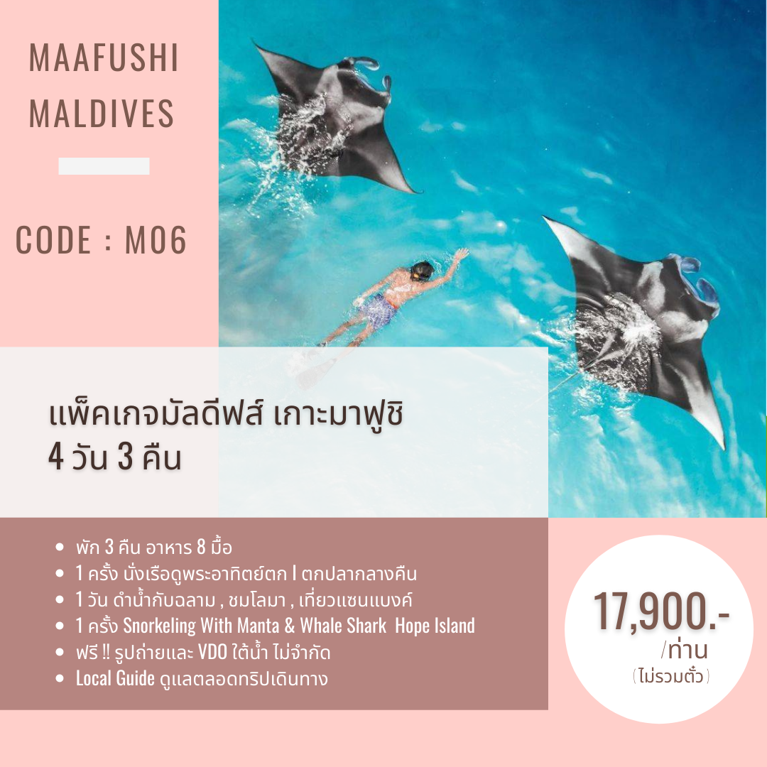 C06 : แพ็คเกจมาฟูชิ 4 วัน 3 คืน  Fishing Snorkeling ปลาฉลาม โลมา ฉลามวาฬ แมนต้า เที่ยวแซนแบงค์