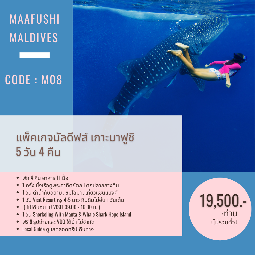 C08 : แพ็คเกจมาฟูชิ 5 วัน 4 คืน ตกปลากลางคืน ดำน้ำกับฉลาม โลมา Visit Resort ดำน้ำกับเต่า เที่ยวแซนแบงค์